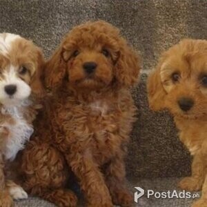 Red DNA health tested cavapoos | PostAds PH