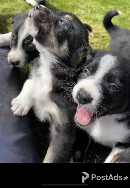 5 Border Collie puppies for sale