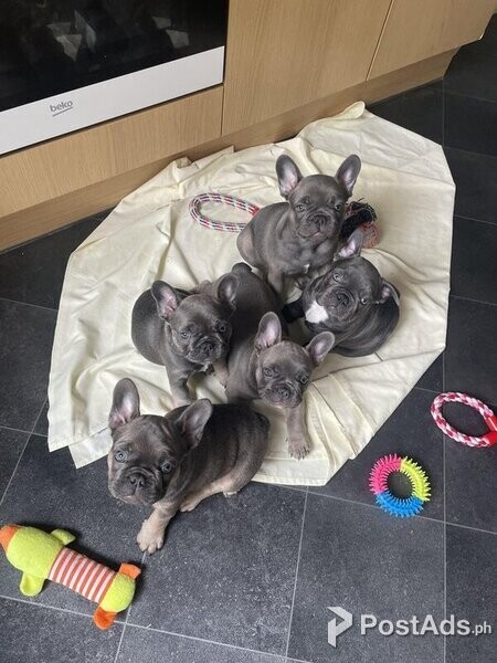 SPECIAL OFFER Stunning French Bulldog puppies