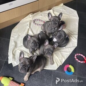 SPECIAL OFFER Stunning French Bulldog puppies | PostAds PH