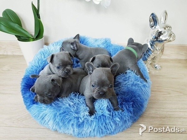 Blue French Bulldog puppies available now