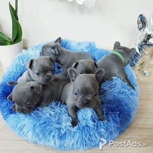 Blue French Bulldog puppies available now | PostAds PH