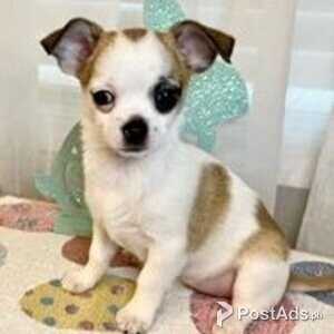 chihuahua puppies | PostAds PH