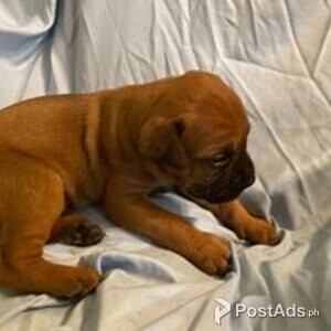 bull mastiff | PostAds PH