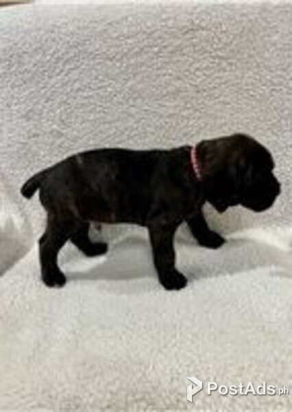 cane corso puppy available