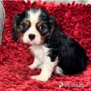 cavalier king charles spaniel | PostAds PH
