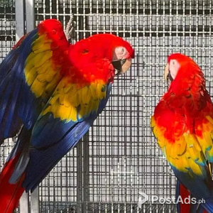 DNA scarlet macaw parrots | PostAds PH