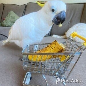 umbrella cockatoos parrots | PostAds PH