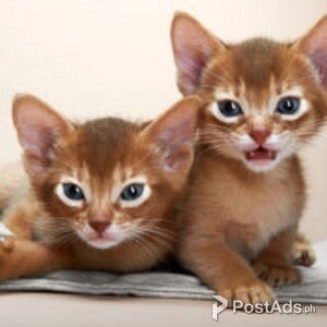 Abysinian kittens | PostAds PH