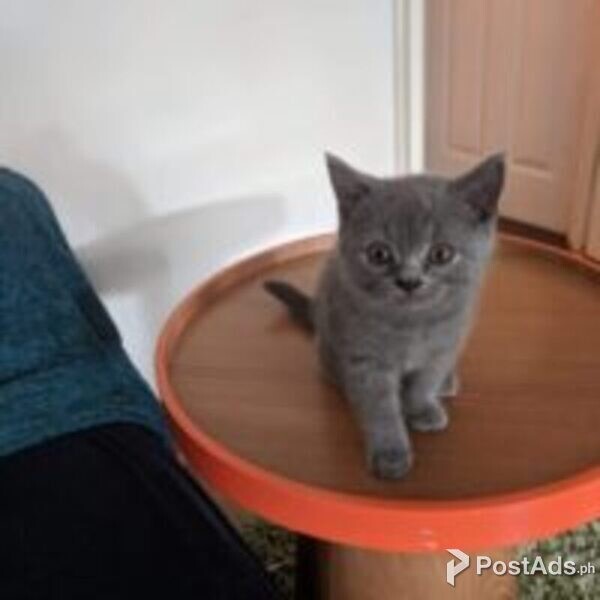 stunning pure bsh kittens ready to leave