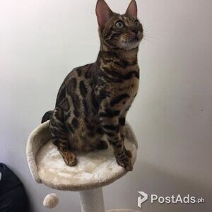 Superb Bengal kittens Active | PostAds PH
