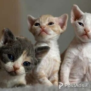 Registered Devon Rex Kittens | PostAds PH