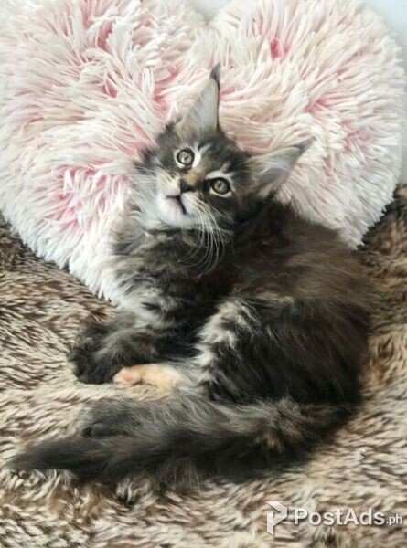  Maine Coon Kittens