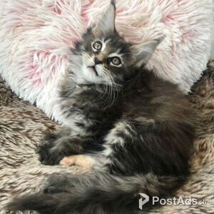 Maine Coon Kittens | PostAds PH