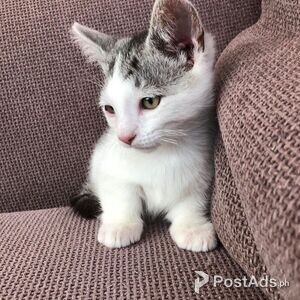 Munchkin kitten | PostAds PH
