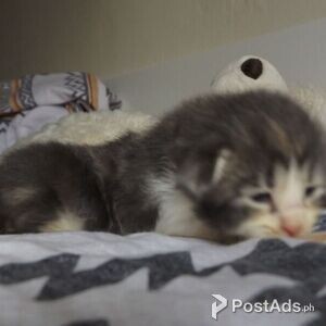 Pedigree Norwegian forest kittens | PostAds PH
