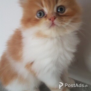 Persian kittens | PostAds PH