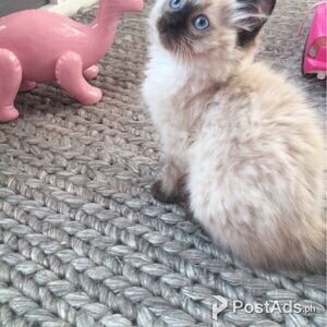 Adorable Bicolour Ragdoll kitten | PostAds PH