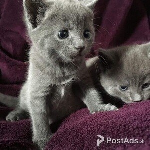 Male and female Russian blue kittens | PostAds PH