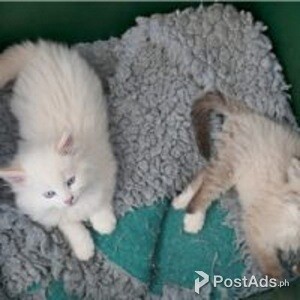 Siberian Neva Masquerade Pedigree kitten | PostAds PH