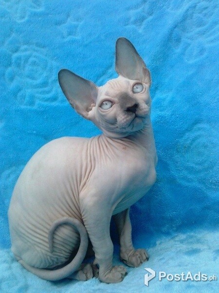 2 purebred sphynx kittens left