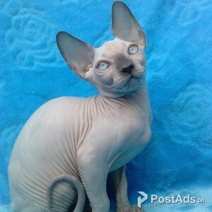 2 purebred sphynx kittens left | PostAds PH