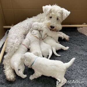 6 Gorgeous Schnoodle Puppies for Sale | PostAds PH