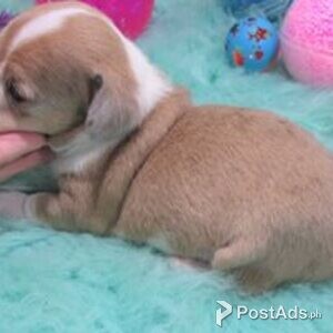 house trained chiweenie puppies | PostAds PH