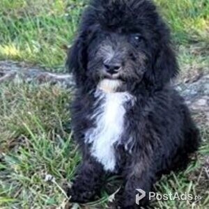 beddypoo puppies available | PostAds PH