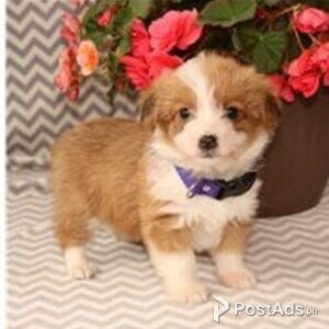 corgipoo puppies | PostAds PH
