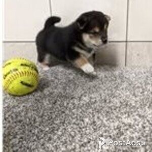 shiba inu | PostAds PH