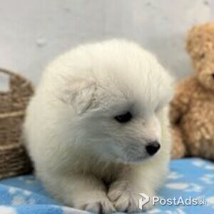 samoyed puppies | PostAds PH