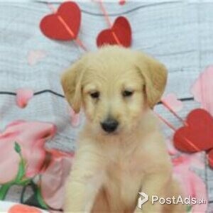 labradoodle puppies | PostAds PH