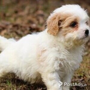 beautiful cavanese puppies | PostAds PH