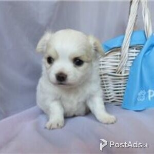 gorgeous chihuahua puppies | PostAds PH