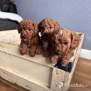 Stunning Cockapoo puppies for Sale | PostAds PH