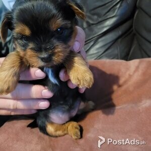 Cute Yorkshire Terrier pups for sale | PostAds PH