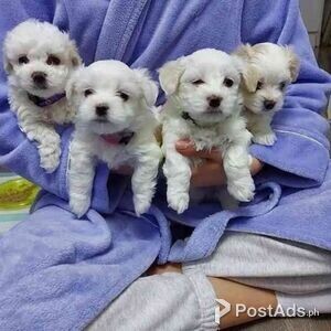 Beautiful, sweet, adorable Maltese puppies | PostAds PH