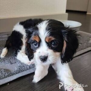 Cavalier King Charles puppies for sale | PostAds PH