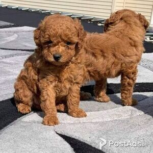Red and Apricot Toy Poodle puppies for sale | PostAds PH