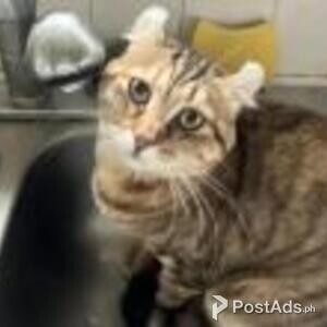 highlander kittens | PostAds PH