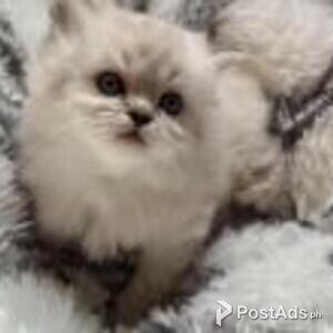 ragdoll kittens | PostAds PH