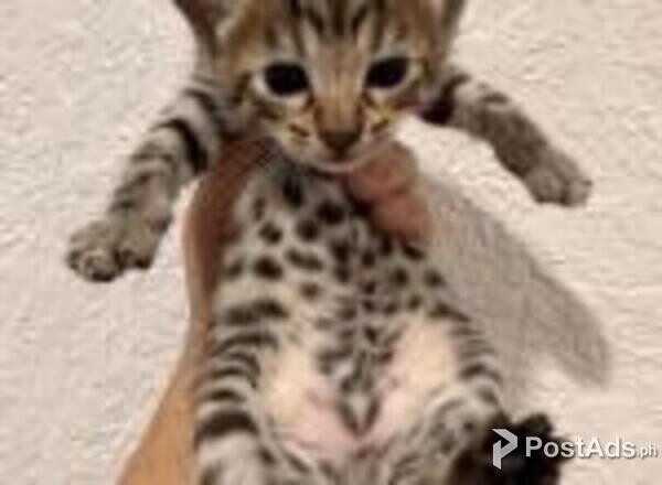 savanna kittens