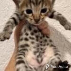 savanna kittens | PostAds PH