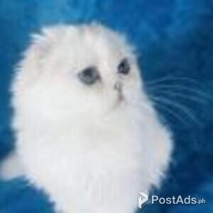 scottish fold kittens | PostAds PH