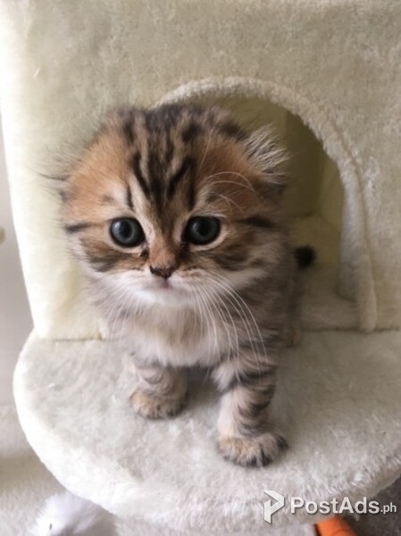 awesome scottish fold kittens
