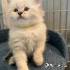 hypoallergenic siberian kittens | PostAds PH
