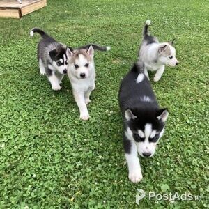 Siberian Husky Puppies for Sale | PostAds PH