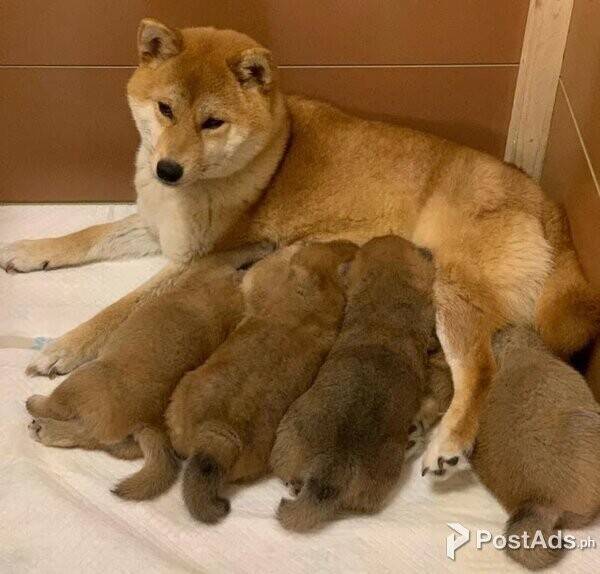 Precious Shiba Inu puppies for sale