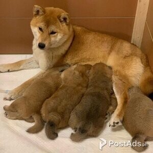 Precious Shiba Inu puppies for sale | PostAds PH